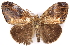  ( - CCDB-29470-G11)  @11 [ ] CreativeCommons - Attribution (2017) CBG Photography Group Centre for Biodiversity Genomics