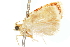  (Cornesia - CCDB-29470-G12)  @11 [ ] CreativeCommons - Attribution (2017) CBG Photography Group Centre for Biodiversity Genomics