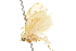  (Rutilograptis - CCDB-29470-H01)  @11 [ ] CreativeCommons - Attribution (2017) CBG Photography Group Centre for Biodiversity Genomics