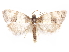  ( - CCDB-29471-A06)  @11 [ ] CreativeCommons - Attribution (2018) CBG Photography Group Centre for Biodiversity Genomics