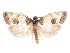  ( - CCDB-29471-A07)  @11 [ ] CreativeCommons - Attribution (2018) CBG Photography Group Centre for Biodiversity Genomics