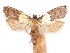  ( - CCDB-29471-B11)  @11 [ ] CreativeCommons - Attribution (2018) CBG Photography Group Centre for Biodiversity Genomics