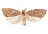  ( - CCDB-29471-C09)  @11 [ ] CreativeCommons - Attribution (2018) CBG Photography Group Centre for Biodiversity Genomics
