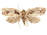 (Clarkeulia dimorpha - CCDB-29471-D07)  @11 [ ] CreativeCommons - Attribution (2018) CBG Photography Group Centre for Biodiversity Genomics
