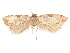  ( - CCDB-29471-E03)  @11 [ ] CreativeCommons - Attribution (2018) CBG Photography Group Centre for Biodiversity Genomics