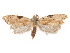  ( - CCDB-29471-E04)  @11 [ ] CreativeCommons - Attribution (2018) CBG Photography Group Centre for Biodiversity Genomics