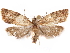  ( - CCDB-29471-E08)  @11 [ ] CreativeCommons - Attribution (2018) CBG Photography Group Centre for Biodiversity Genomics