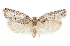  ( - CCDB-29471-G08)  @11 [ ] CreativeCommons - Attribution (2018) CBG Photography Group Centre for Biodiversity Genomics