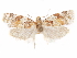  ( - CCDB-29471-H11)  @11 [ ] CreativeCommons - Attribution (2018) CBG Photography Group Centre for Biodiversity Genomics