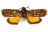  ( - CCDB-29472-B01)  @11 [ ] CreativeCommons - Attribution (2018) CBG Photography Group Centre for Biodiversity Genomics