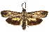  (Sagalassa atriflava - CCDB-29472-B02)  @11 [ ] CreativeCommons - Attribution (2018) CBG Photography Group Centre for Biodiversity Genomics