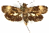  (Sagalassa valida - CCDB-29472-B04)  @11 [ ] CreativeCommons - Attribution (2018) CBG Photography Group Centre for Biodiversity Genomics