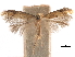  ( - CCDB-29472-E06)  @11 [ ] CreativeCommons - Attribution (2018) CBG Photography Group Centre for Biodiversity Genomics