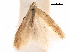  (Tischeria bifurcata - CCDB-29472-E11)  @11 [ ] CreativeCommons - Attribution (2018) CBG Photography Group Centre for Biodiversity Genomics