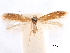  (Coptotriche concolor - CCDB-29472-F09)  @11 [ ] CreativeCommons - Attribution (2018) CBG Photography Group Centre for Biodiversity Genomics