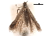  (Coptotriche confusa - CCDB-29472-F10)  @11 [ ] CreativeCommons - Attribution (2018) CBG Photography Group Centre for Biodiversity Genomics