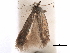  ( - CCDB-29472-F11)  @11 [ ] CreativeCommons - Attribution (2018) CBG Photography Group Centre for Biodiversity Genomics