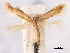  (Coptotriche consanguinea - CCDB-29472-G01)  @11 [ ] CreativeCommons - Attribution (2018) CBG Photography Group Centre for Biodiversity Genomics