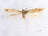  (Coptotriche distincta - CCDB-29472-G02)  @11 [ ] CreativeCommons - Attribution (2018) CBG Photography Group Centre for Biodiversity Genomics