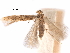  (Astrotischeria gregaria - CCDB-29472-G05)  @11 [ ] CreativeCommons - Attribution (2018) CBG Photography Group Centre for Biodiversity Genomics
