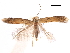  (Astrotischeria helianthi - CCDB-29472-G06)  @11 [ ] CreativeCommons - Attribution (2018) CBG Photography Group Centre for Biodiversity Genomics