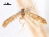  (Coptotriche lucida - CCDB-29472-G11)  @11 [ ] CreativeCommons - Attribution (2018) CBG Photography Group Centre for Biodiversity Genomics