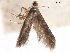  ( - CCDB-29472-H01)  @11 [ ] CreativeCommons - Attribution (2018) CBG Photography Group Centre for Biodiversity Genomics
