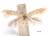 ( - CCDB-29472-H09)  @11 [ ] CreativeCommons - Attribution (2018) CBG Photography Group Centre for Biodiversity Genomics