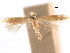  (Coptotriche perplexa - CCDB-29472-H10)  @11 [ ] CreativeCommons - Attribution (2018) CBG Photography Group Centre for Biodiversity Genomics