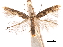  (Tischeria pulvella - CCDB-29472-H11)  @11 [ ] CreativeCommons - Attribution (2018) CBG Photography Group Centre for Biodiversity Genomics