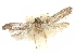  ( - CCDB-29474-A09)  @11 [ ] CreativeCommons - Attribution (2018) CBG Photography Group Centre for Biodiversity Genomics