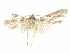  (Holcocera cathedrae - CCDB-29474-A10)  @11 [ ] CreativeCommons - Attribution (2018) CBG Photography Group Centre for Biodiversity Genomics