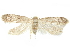  ( - CCDB-29474-A11)  @14 [ ] CreativeCommons - Attribution (2018) CBG Photography Group Centre for Biodiversity Genomics