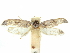  ( - CCDB-29474-B05)  @11 [ ] CreativeCommons - Attribution (2018) CBG Photography Group Centre for Biodiversity Genomics