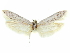  (Holcocera gigantella - CCDB-29474-B06)  @14 [ ] CreativeCommons - Attribution (2018) CBG Photography Group Centre for Biodiversity Genomics