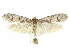  ( - CCDB-29474-B10)  @11 [ ] CreativeCommons - Attribution (2018) CBG Photography Group Centre for Biodiversity Genomics