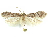  (Holcocera H7 - CCDB-29474-B11)  @11 [ ] CreativeCommons - Attribution (2018) CBG Photography Group Centre for Biodiversity Genomics