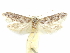  ( - CCDB-29474-B12)  @11 [ ] CreativeCommons - Attribution (2018) CBG Photography Group Centre for Biodiversity Genomics