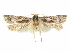  (Holcocera luxuriae - CCDB-29474-C03)  @11 [ ] CreativeCommons - Attribution (2018) CBG Photography Group Centre for Biodiversity Genomics