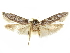  (Holcocera poetae - CCDB-29474-C06)  @13 [ ] CreativeCommons - Attribution (2018) CBG Photography Group Centre for Biodiversity Genomics