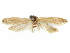 ( - CCDB-29474-C07)  @11 [ ] CreativeCommons - Attribution (2018) CBG Photography Group Centre for Biodiversity Genomics