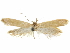  (Holcocera villella - CCDB-29474-C08)  @11 [ ] CreativeCommons - Attribution (2018) CBG Photography Group Centre for Biodiversity Genomics
