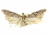  (Holcocera sp. 2/H5 - CCDB-29474-C10)  @11 [ ] CreativeCommons - Attribution (2018) CBG Photography Group Centre for Biodiversity Genomics