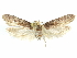  ( - CCDB-29474-C11)  @11 [ ] CreativeCommons - Attribution (2018) CBG Photography Group Centre for Biodiversity Genomics