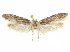  (Holcocera sp. 2/H5A - CCDB-29474-C12)  @11 [ ] CreativeCommons - Attribution (2018) CBG Photography Group Centre for Biodiversity Genomics