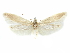 (Holcocera H5 - CCDB-29474-D02)  @11 [ ] CreativeCommons - Attribution (2018) CBG Photography Group Centre for Biodiversity Genomics