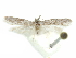  ( - CCDB-29474-D08)  @11 [ ] CreativeCommons - Attribution (2018) CBG Photography Group Centre for Biodiversity Genomics