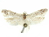  ( - CCDB-29474-D09)  @11 [ ] CreativeCommons - Attribution (2018) CBG Photography Group Centre for Biodiversity Genomics