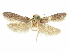  ( - CCDB-29474-D12)  @11 [ ] CreativeCommons - Attribution (2018) CBG Photography Group Centre for Biodiversity Genomics