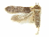  ( - CCDB-29474-E01)  @11 [ ] CreativeCommons - Attribution (2018) CBG Photography Group Centre for Biodiversity Genomics